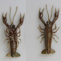 Savagear 3D Crayfish 12,5cm 15g Magic Brown