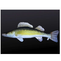 Kuschelfisch Zander 50cm