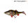 Savage Gear 4D Perch Shad 17,5cm 67g Perch