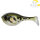 Illex Baby Dera Ball 60mm Tonosama Frog