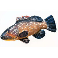 Kuschelfisch The Grouper Pillow 100cm