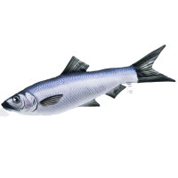 Kuschelfisch Herring 35cm