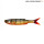 Savage Gear Craft Dying Minnow 7,5cm/2g Perch