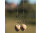 Korda Shot on the Hook