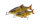 Savage Gear 3D Glide Roach 17cm
