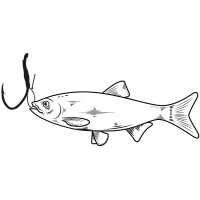 Balzer 71° North Live Bait Haken 8/0 Köderfischhaken