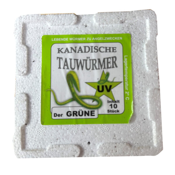 Tauwürmer in 10er Styrodose Magic UV (grün)