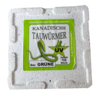 Tauwürmer in 10er Styrodose Magic UV (grün)