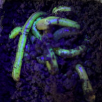 Tauwürmer in 10er Styrodose Magic UV (grün)