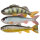 Pulzbait Roach Perch Trout Skinz 15cm 3Pcs
