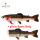 Westin Tommy The Trout 25cm + gratis Spare Body