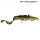Savage Gear 3D Burbot Shallow 25cm 70g