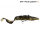 Savage Gear 3D Burbot Shallow 25cm 70g