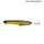 Golden Shiner