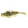 Spotted Goby