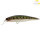 Illex Squad Minnow 65 SP